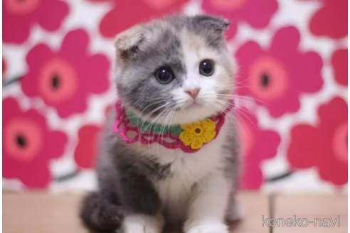 成約済の東京都のスコティッシュフォールド(折れ耳)-103706の2枚目